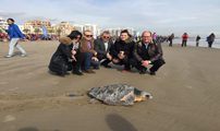 Sagunto clausura su exposición ‘Sagunt, fets d’aigua’ con una suelta de tortugas marinas