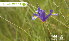 La Colla Verda organitza activitats de voluntariat per a plantar vegetació aquàtica autòctona en la Finca de Penya 